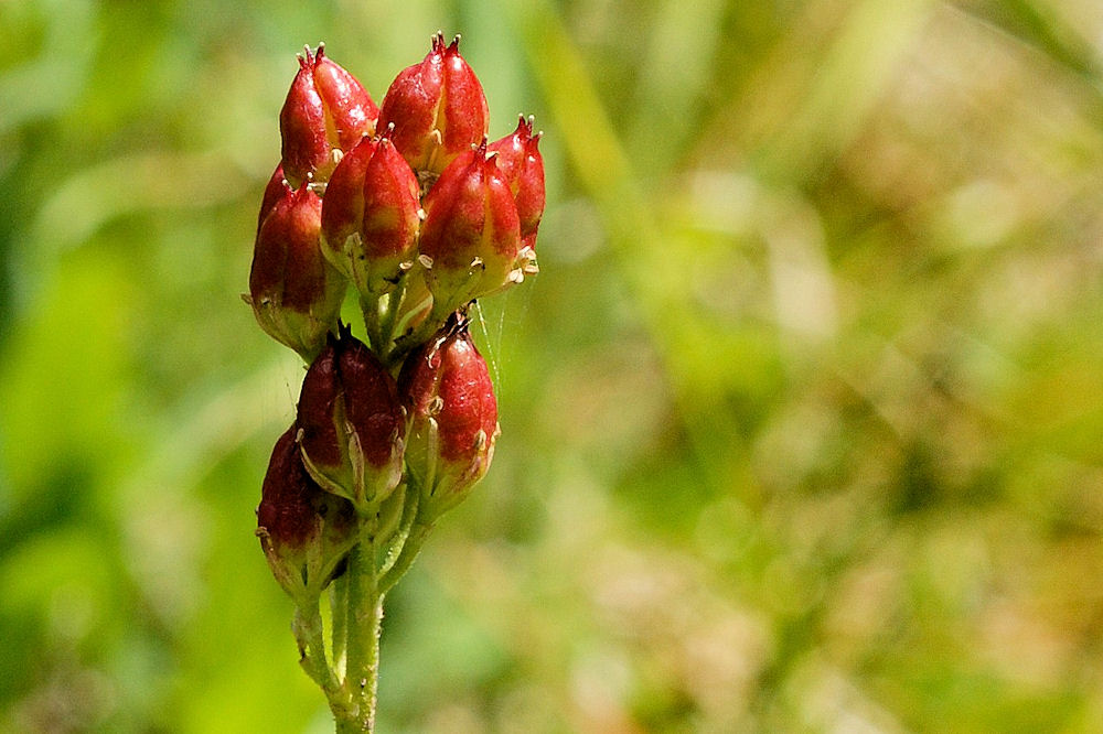  Western False Asphodel - Wildflowers Found in Oregon