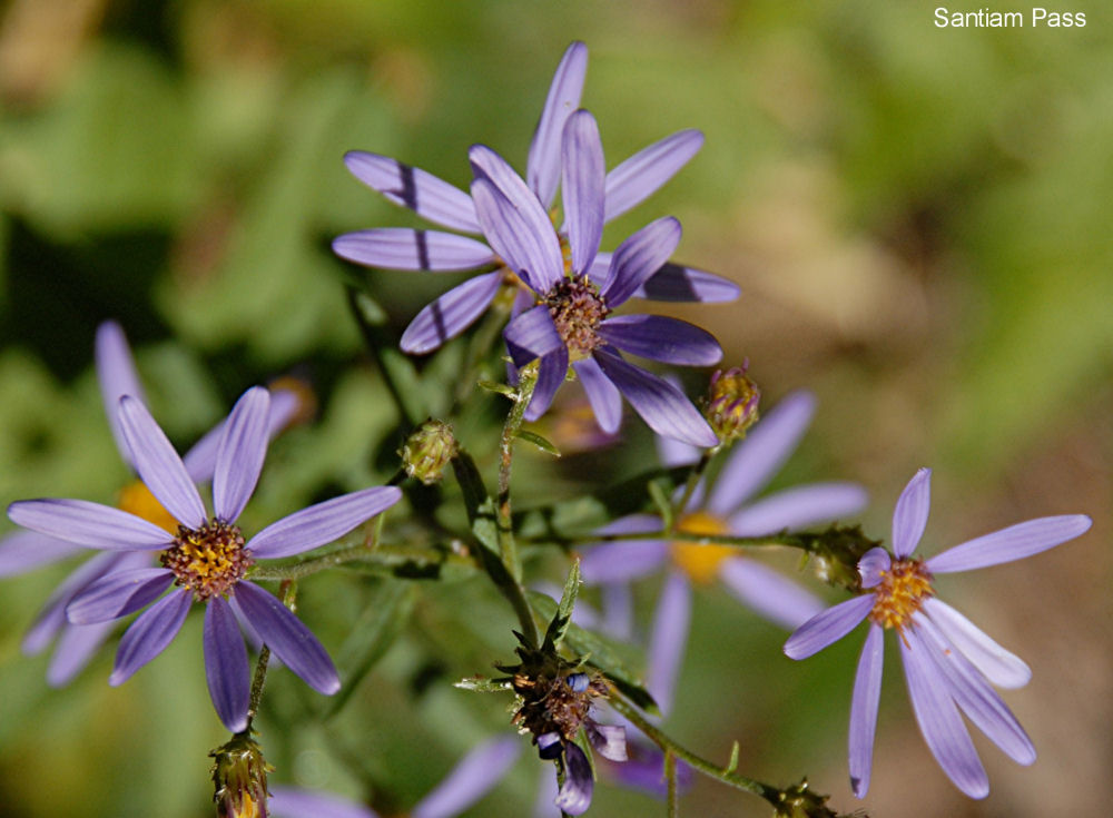 Cascade Aster - Wildflowers Found in Oregon