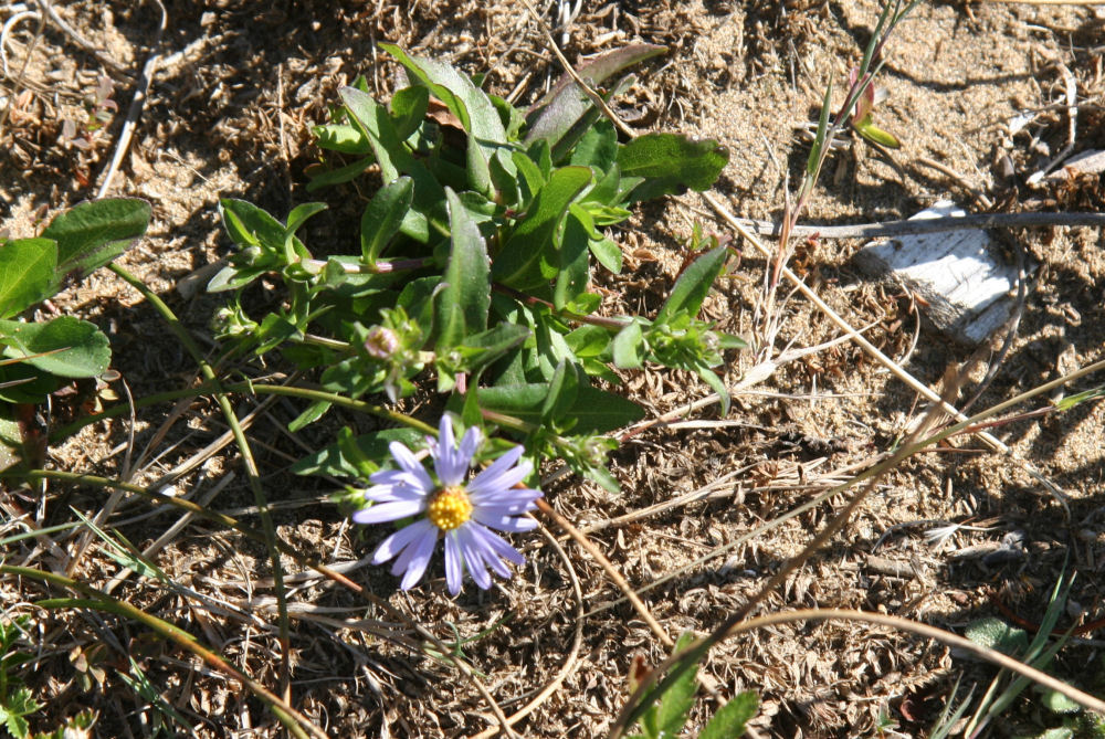 Douglas's Aster - Wildflowers Found in Oregon