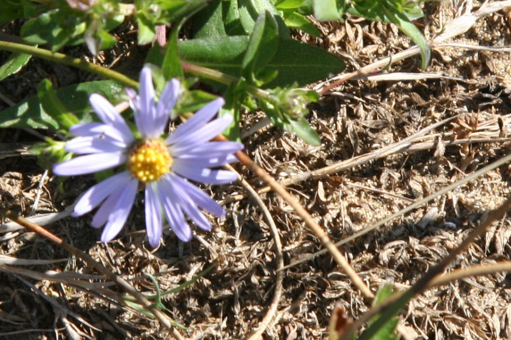 Douglas' Aster - Wildflowers Found in Oregon