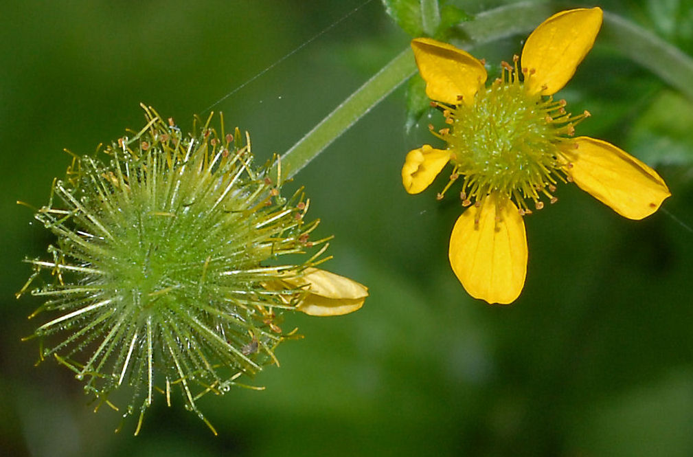 Large Leaved Avens - Wildflowers Found in Oregon