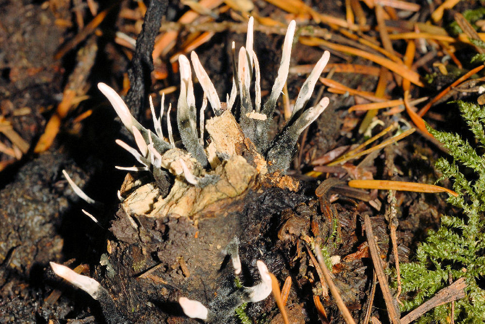 Wildflowers Found in Oregon Beetle Cordyceps