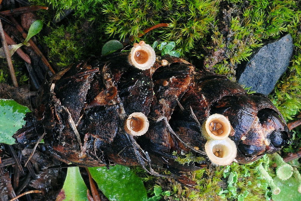 Wildflowers Found in Oregon  Common Gel Bird's Nest