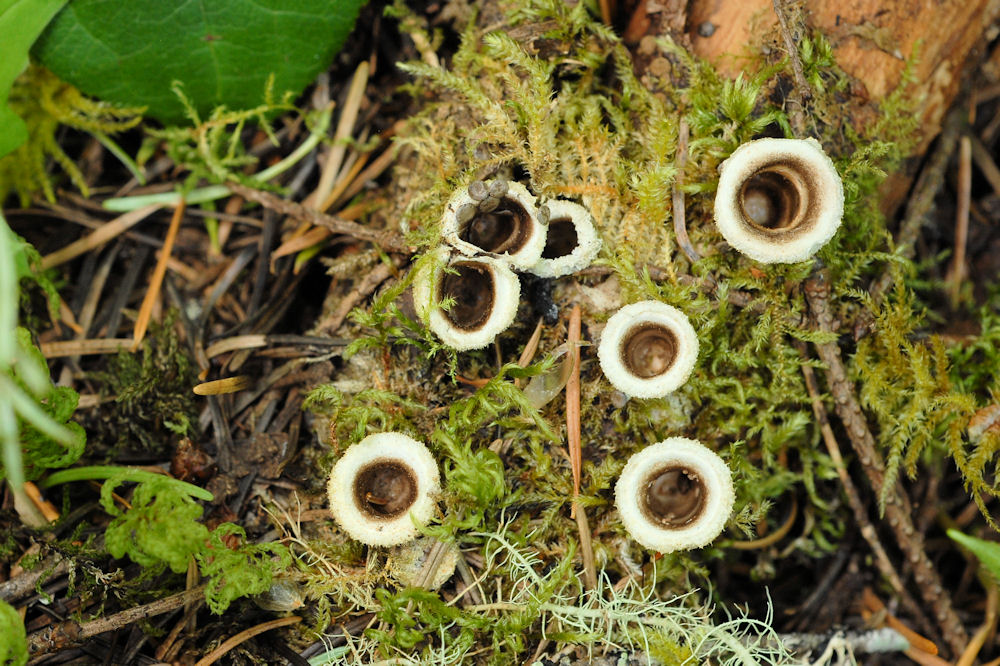 Wildflowers Found in Oregon