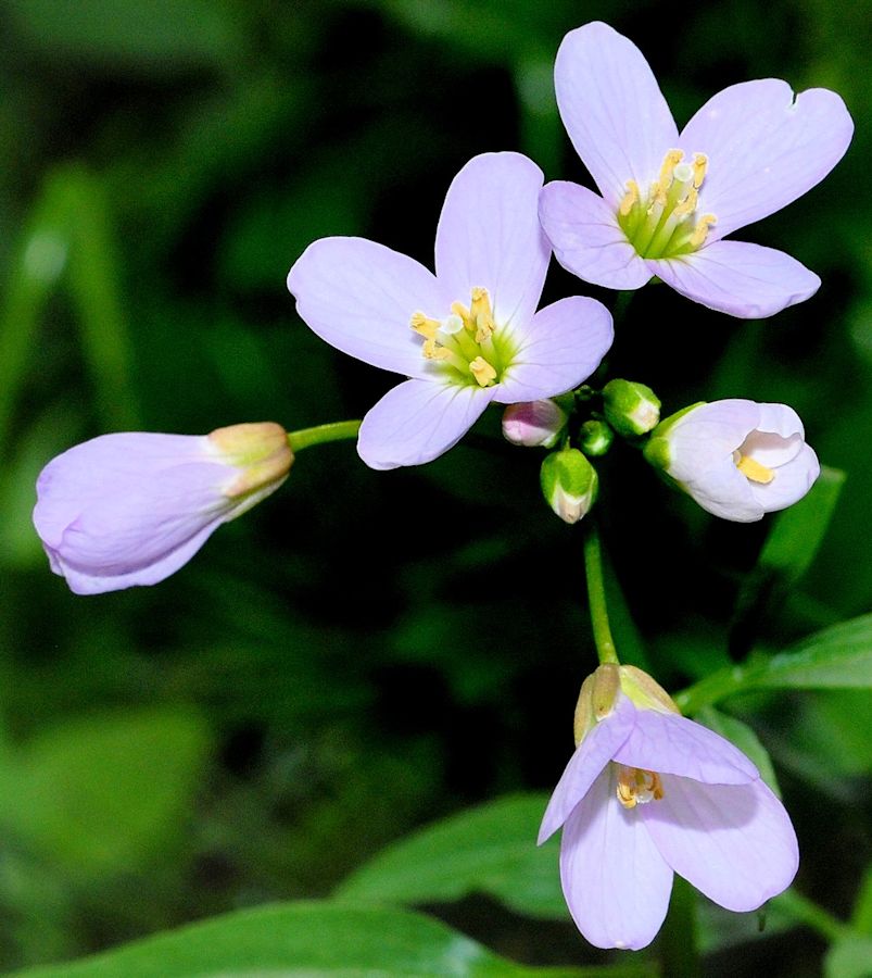 Willamette Valley Bittercress - Wildflowers Found in Oregon