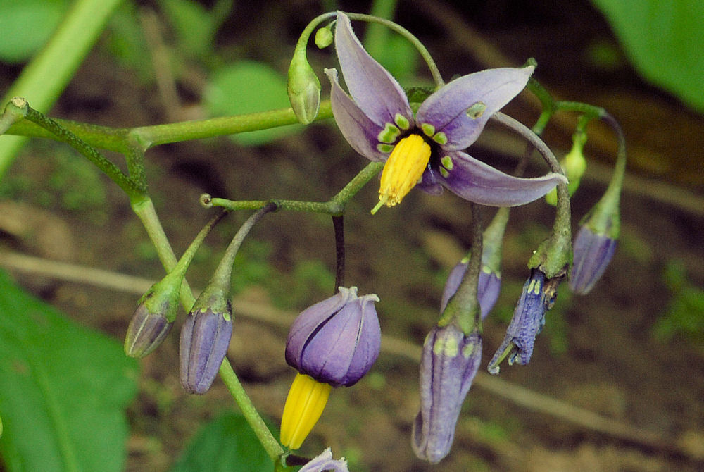 European Bittersweet Flower Wildflowers Found in Oregon