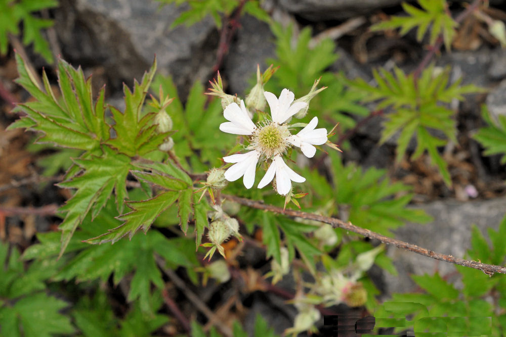 Evergreen Blackberry - Wildflowers Found in Oregon