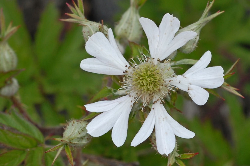 Evergreen Blackberry Flower Wildflowers Found in Oregon