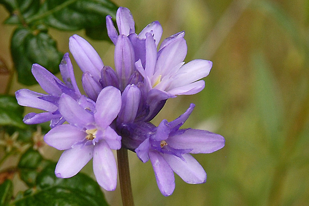 Blue Dicks Wildflowers Found in Oregon