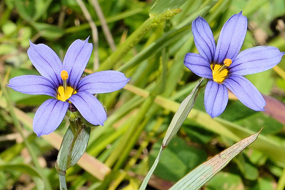 Idaho Blue-Eyed-Grass - Wildflowers Found in Oregon
