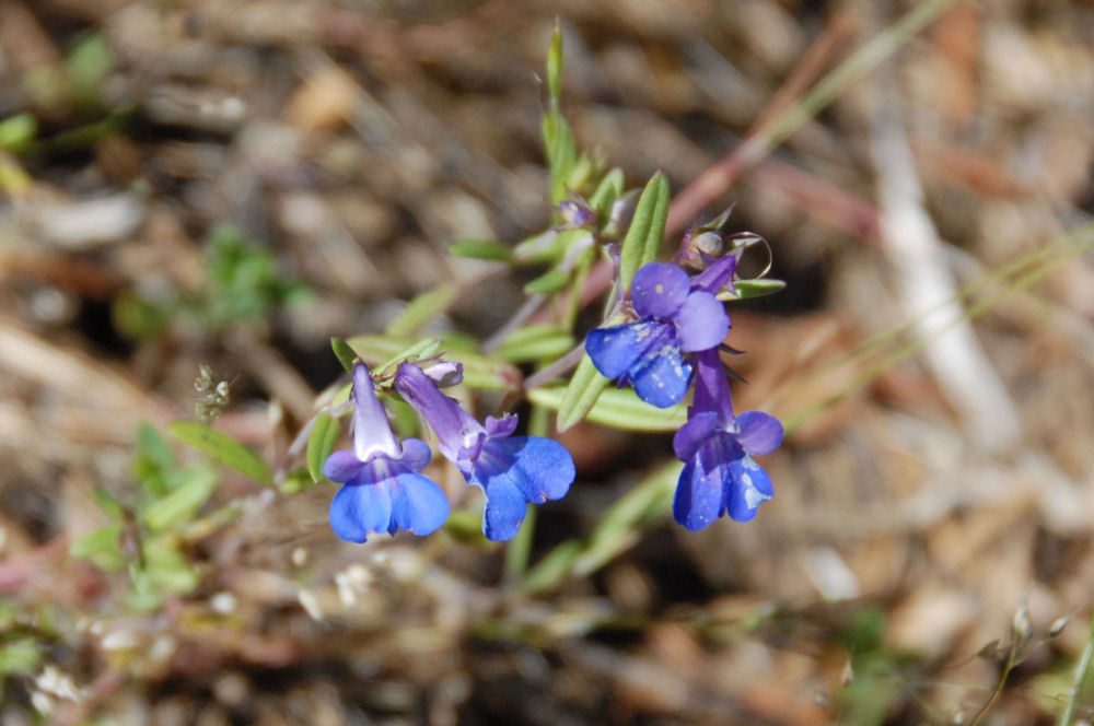 Giant Blue Eyed Mary Wildflowers Found in Oregon
