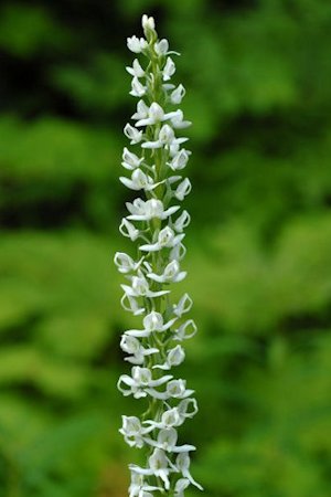 White Bog-Orchid