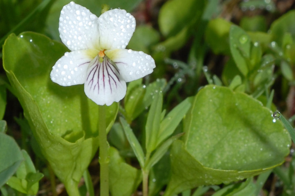 Western Bog-Violet Wildflowers Found in Oregon