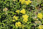 Buckwheat, Sulphur Flower