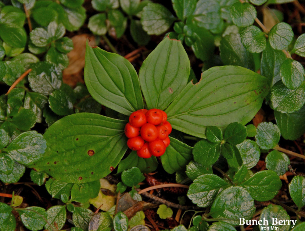 Bunchberry - Wildflowers Found in Oregon