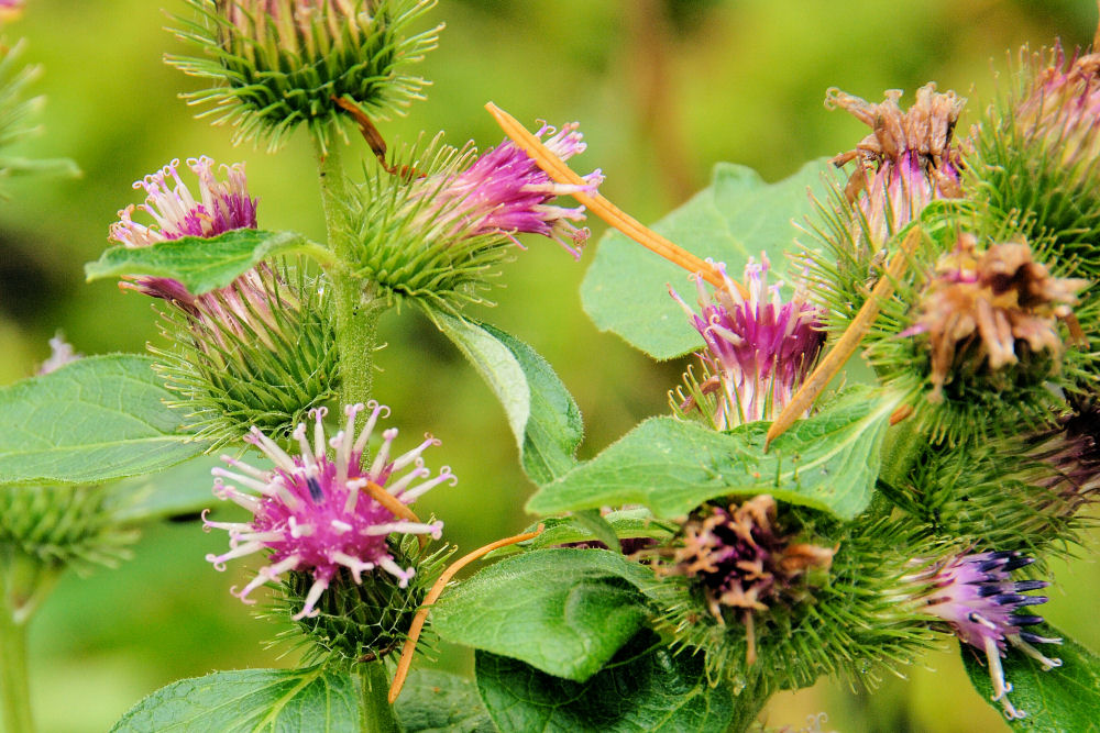Wildflowers Found in Oregon - Common Burdock