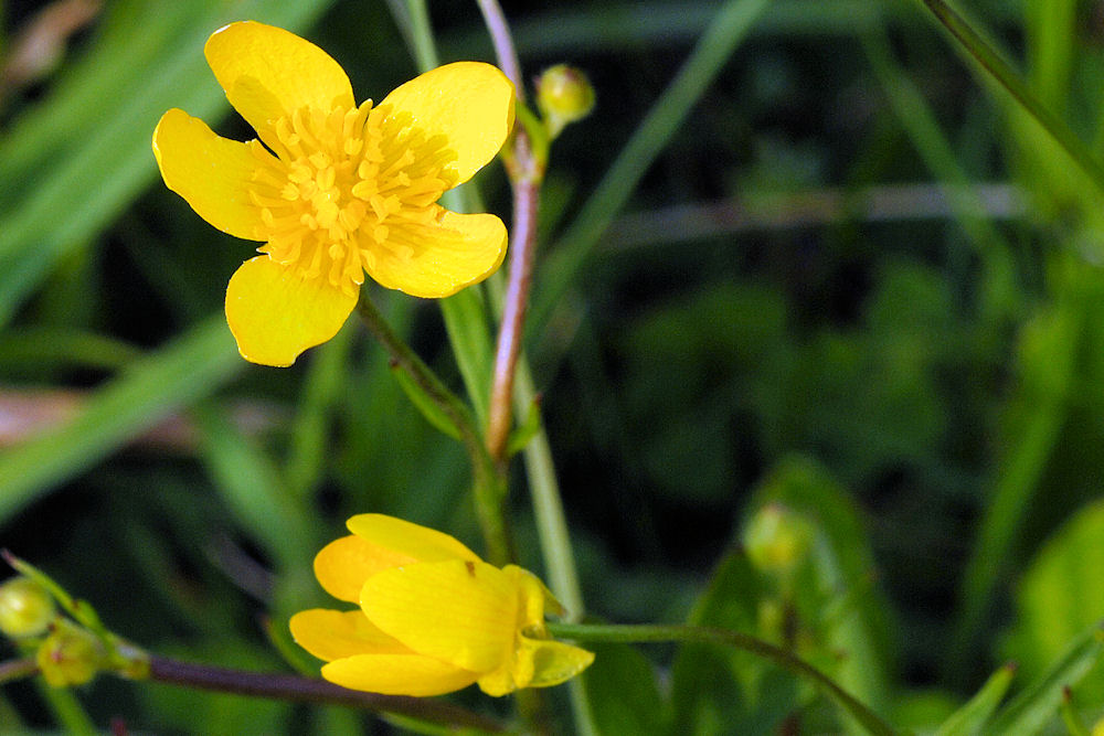 Swamp Buttercup at Our Pleasant Hill Home