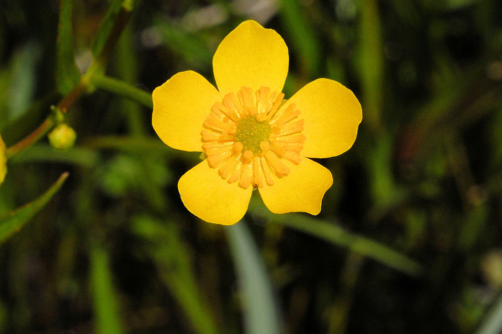 Water Plantain Buttercup  - Wildflowers Found in Oregon