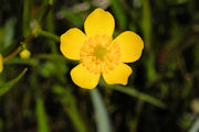 Buttercup, Water Plantain