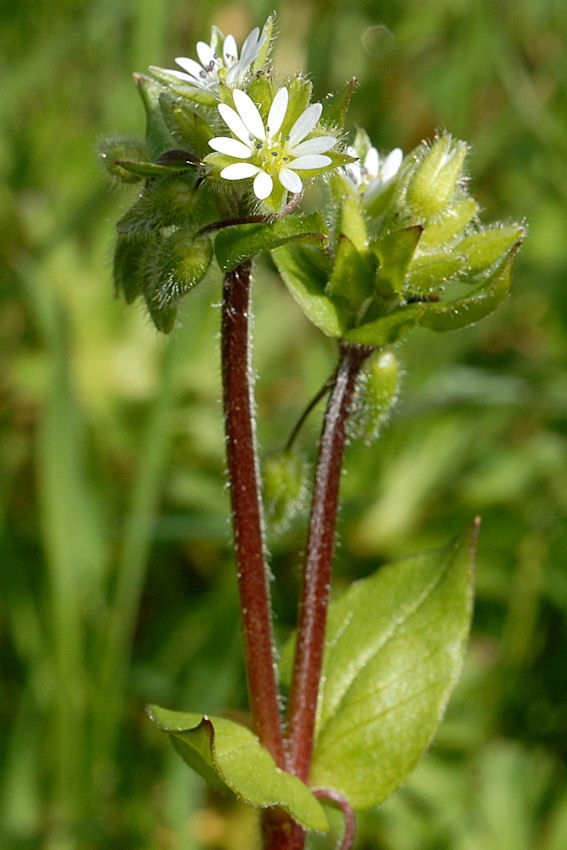 Common Chickweed 