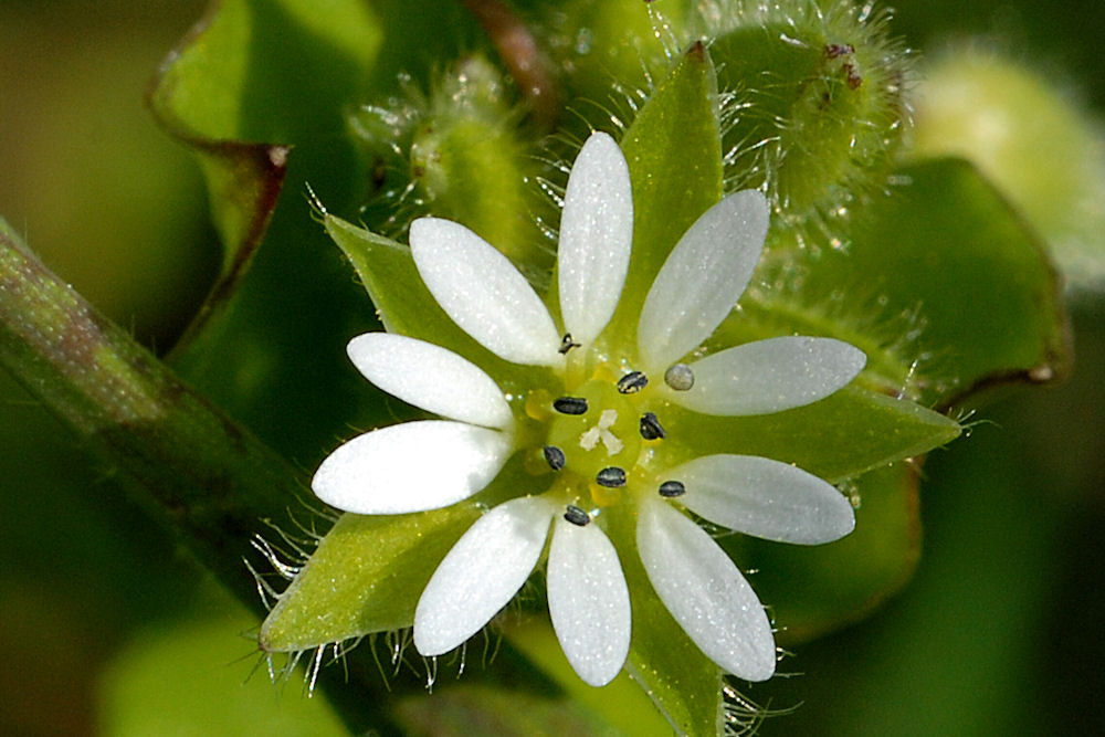 Common Chickweed 