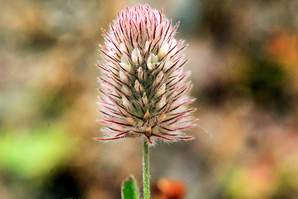 Rabbit Foot Clover