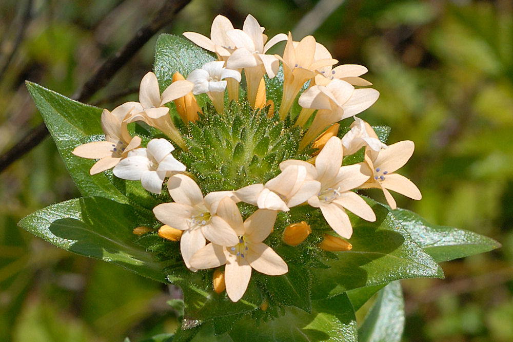 Large-Flowered Collomia