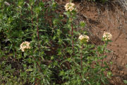 Collomia, Large Flowered