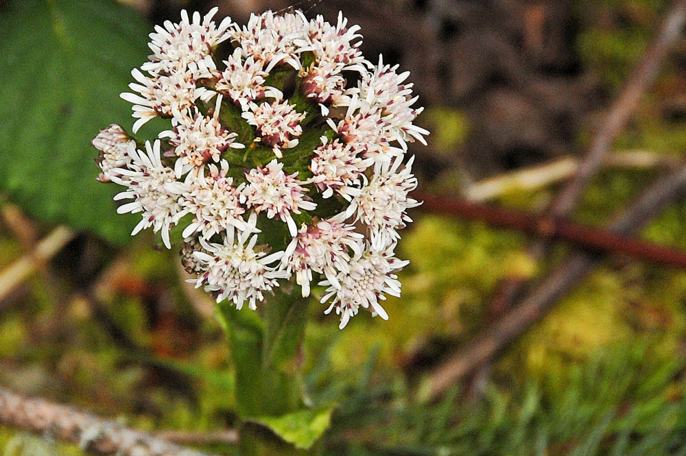 Coltsfoot