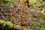  Coralroot, Spotted