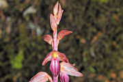  Coralroot, Striped