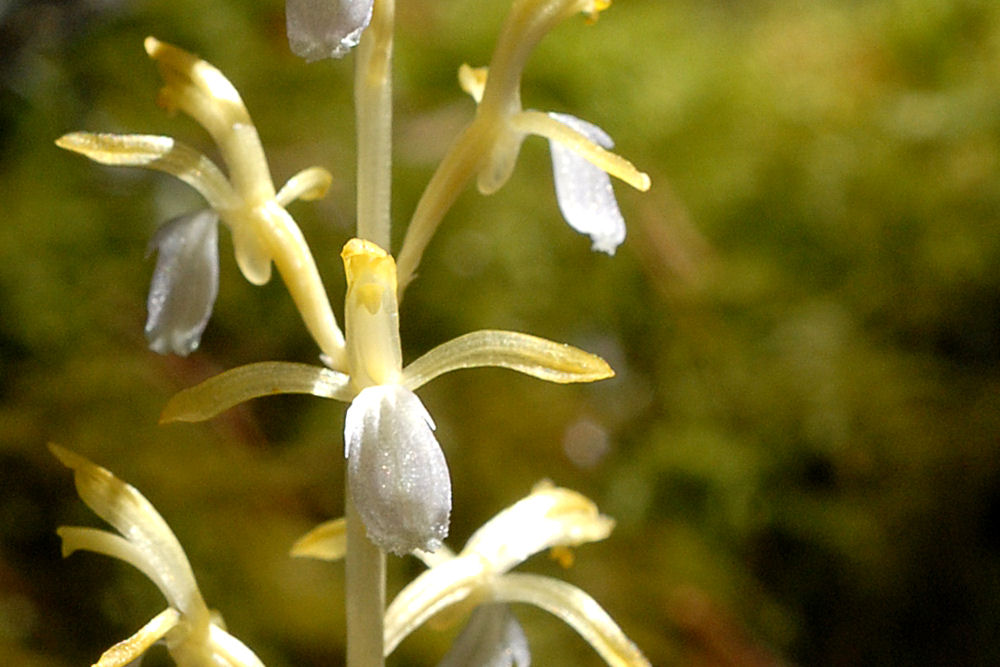 Yellow  Western Coralroot 