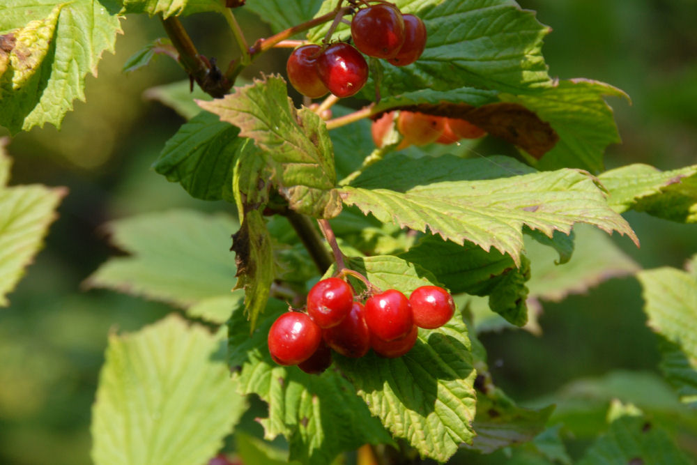 Highbush Cranberry - Wildflowers Found in Oregon
