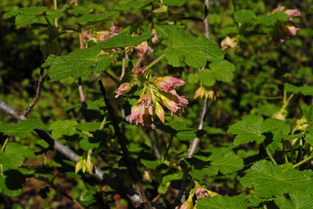 Wildflowers Found in Oregon - Maple-leaved Currant