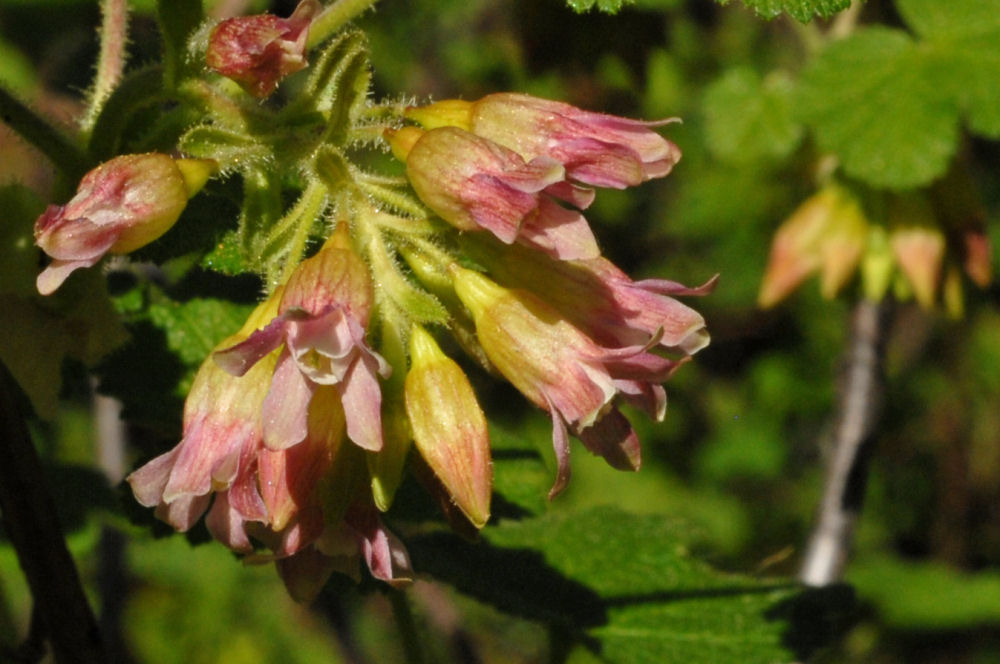 Maple-leaved Currant - Wildflowers Found in Oregon