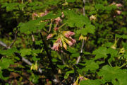 Currant, Maple-leaved