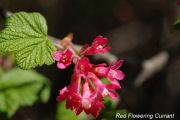 Currant, Red-flowering