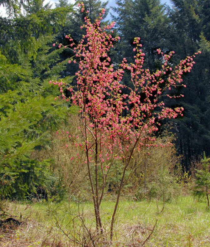 Red-flowering Currant 