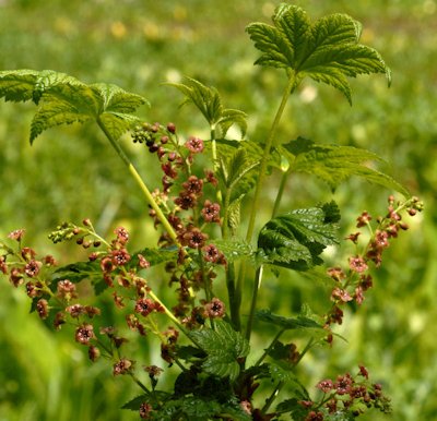 Stink Currant
