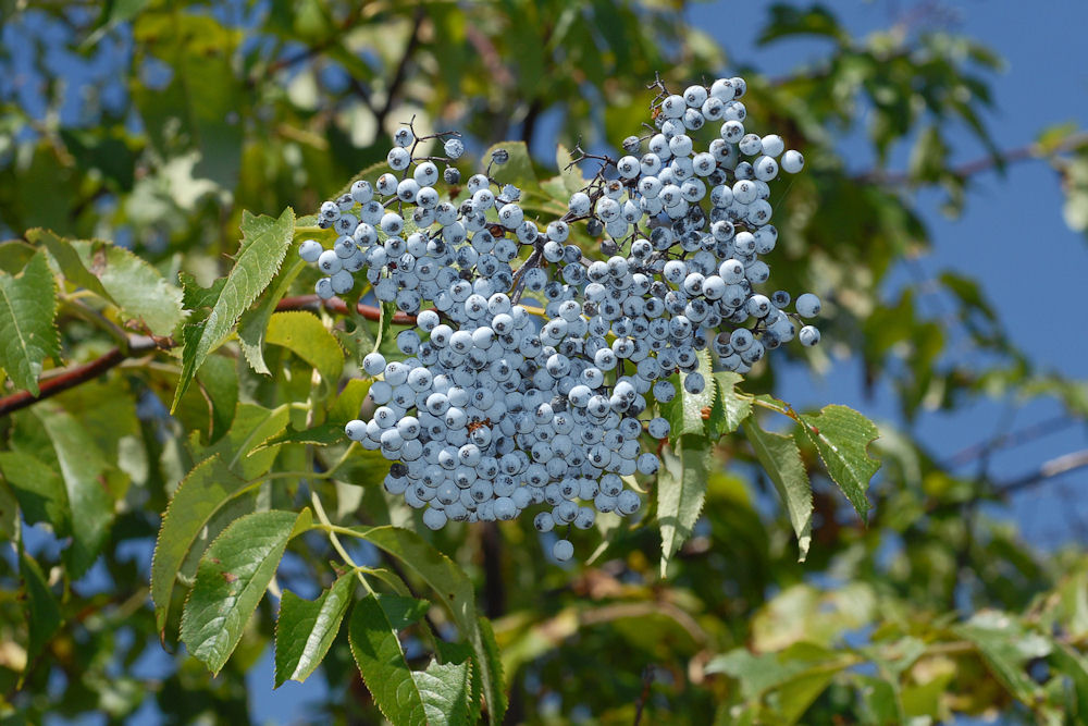 Blue Elderberry 