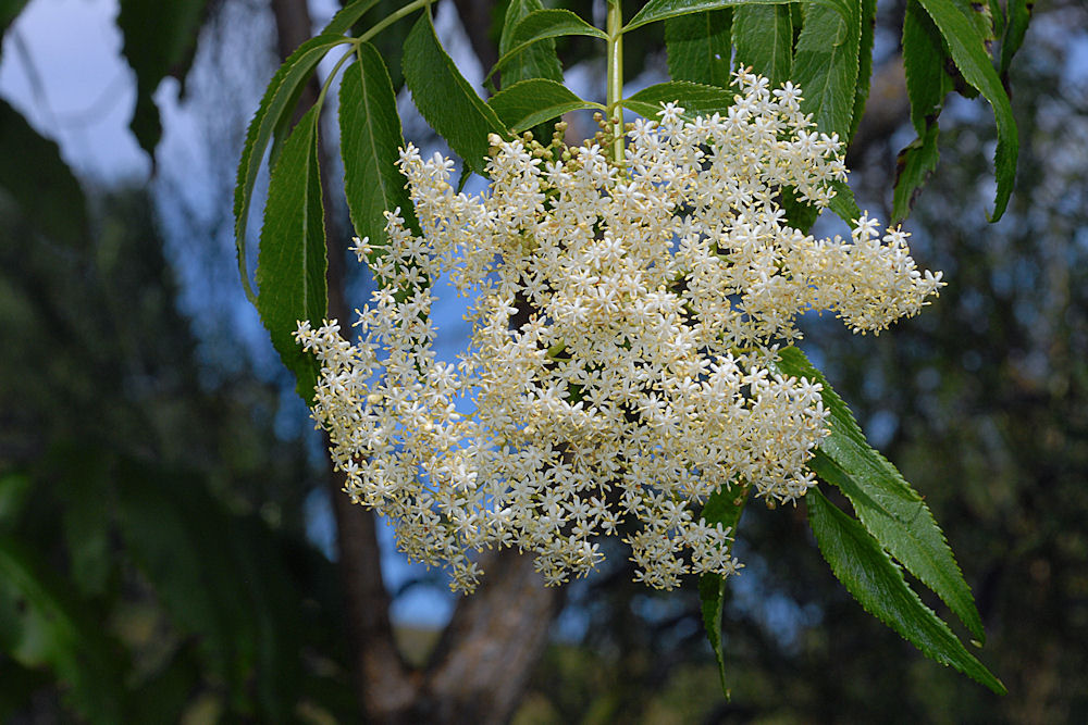 Blue Elderberry 