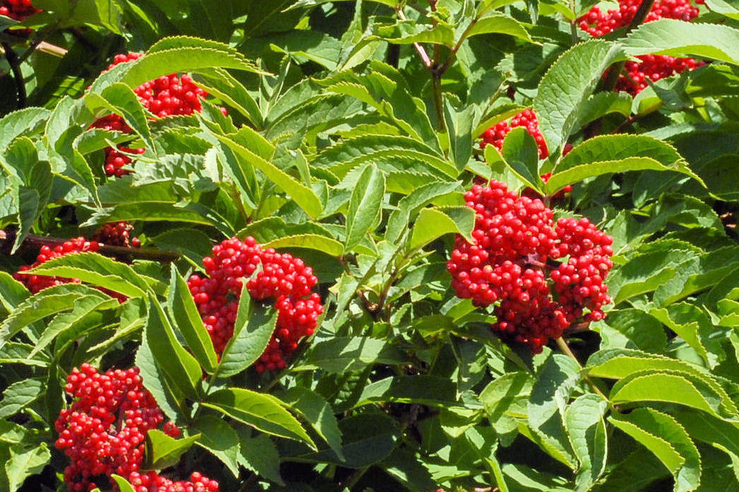 Red Elderberry 