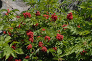 Elderberry, Red