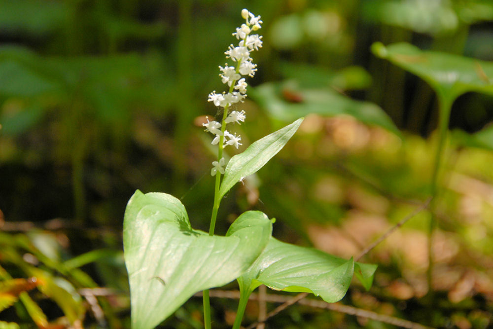 False Lily-of-the-Valley 