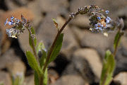 Forget Me Not, Common
