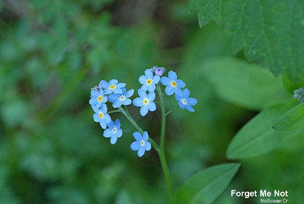 Marsh Forget Me Not