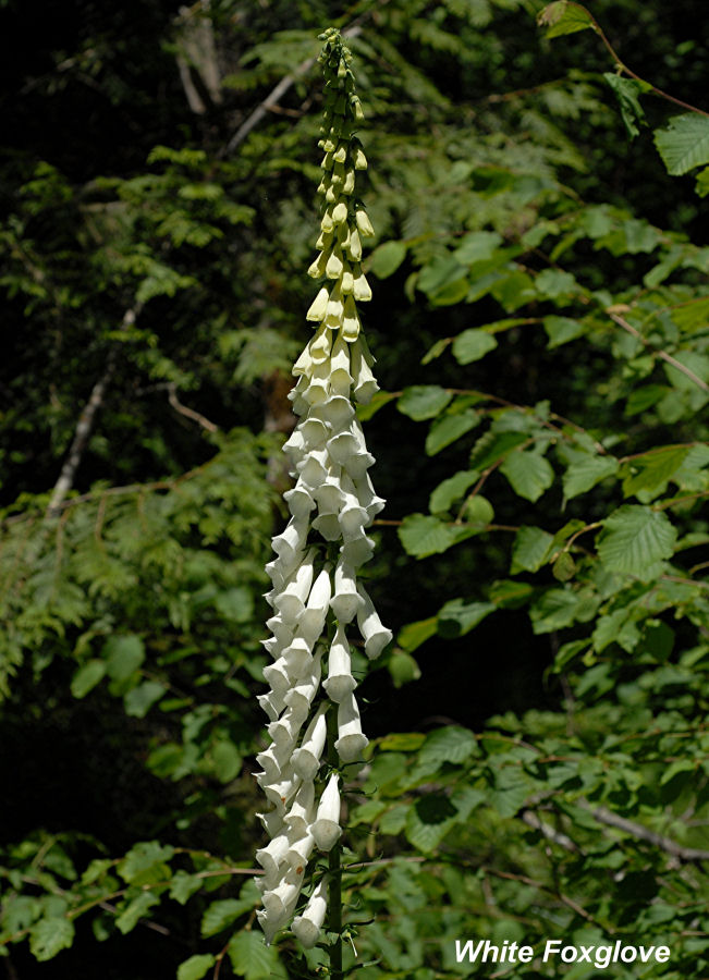 White Foxglove