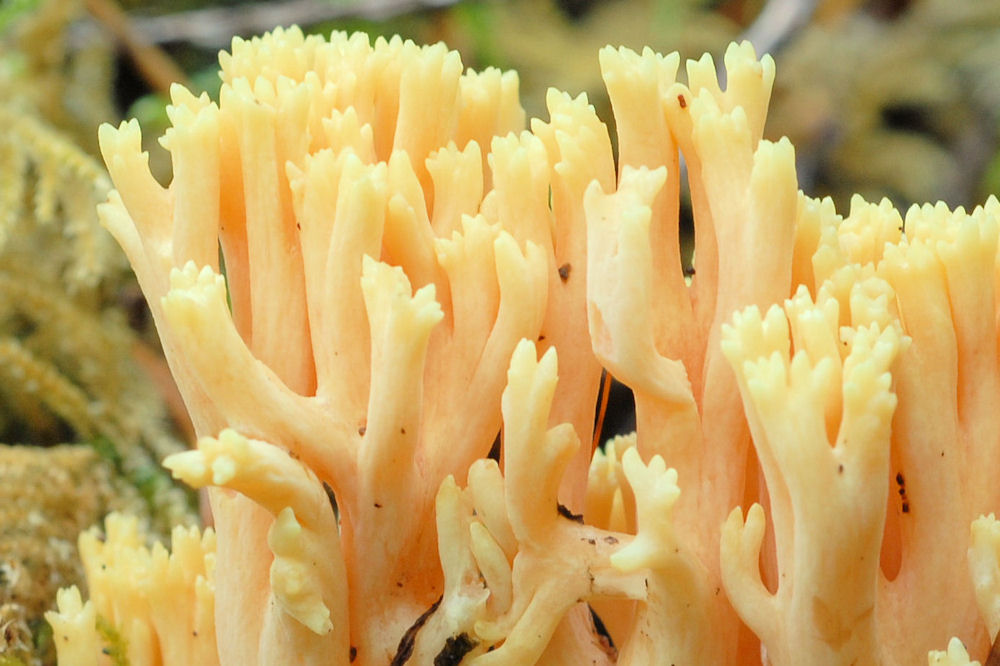 Crown Tipped Coral Fungus