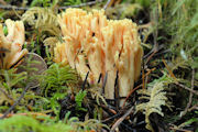 Fungus, Crown Tipped Coral
