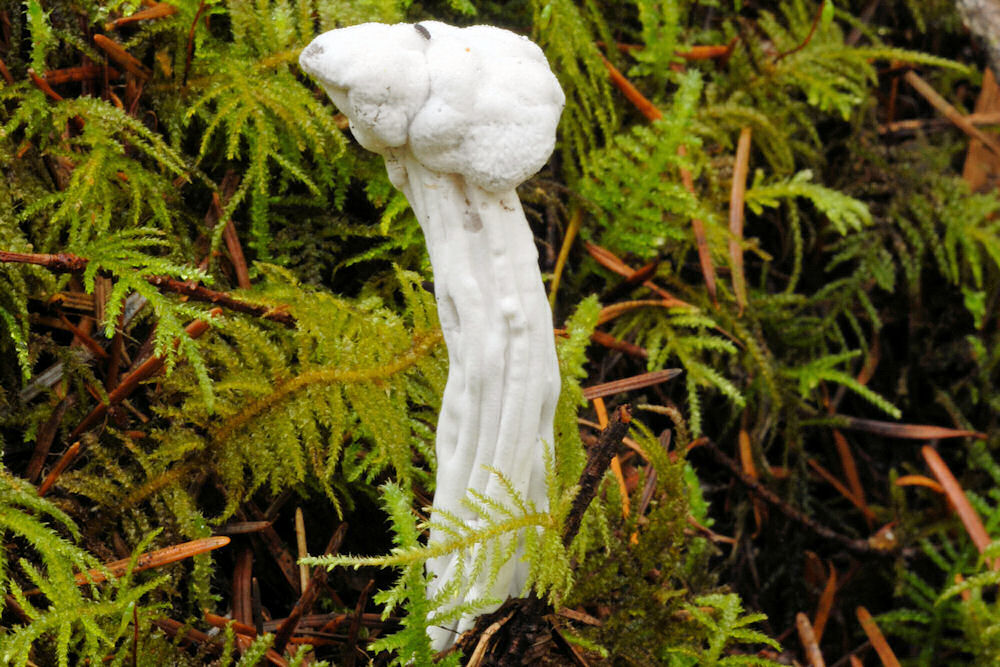 Fluted White Helvella Fungus